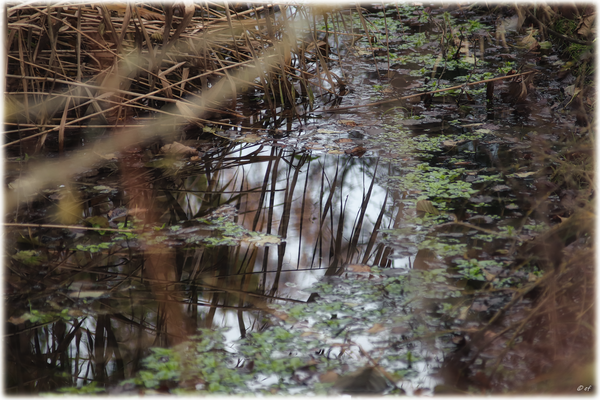 Spiegelungen