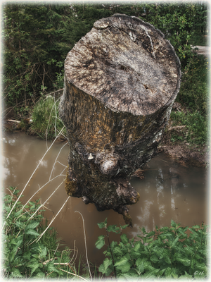 Der Baumstumpf, der über dem Wasser ragt