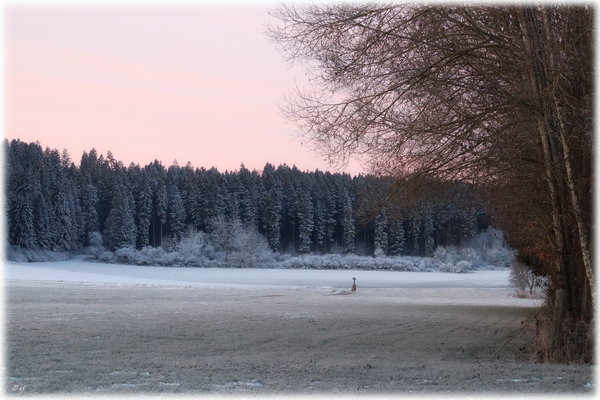 Morgenröte