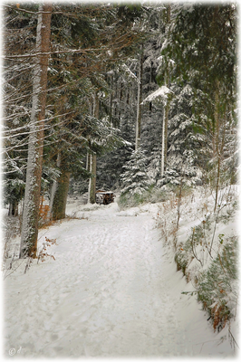 Zum Holzvorrat