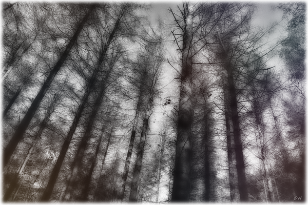 Der tote Wald