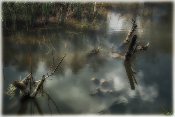 Todeszone: Manche Pflanze erstickt im Wasser
