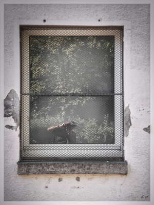 Das Fenster & die Fotografin
