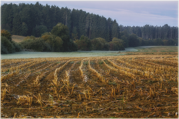 Das geerntete Maisfeld