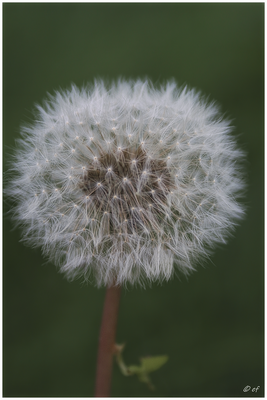 Die Pusteblume