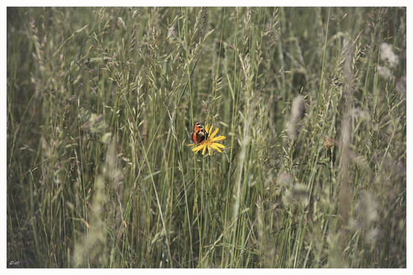 Ein Kleiner Fuchs auf einer Blüte des Wiesen-Bocksbarts