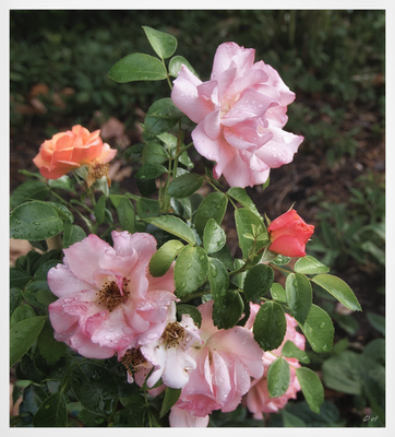 Rosenblüten nach dem Gewitterregen