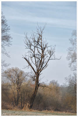 Mancher Baum hält den feuchten Bedingungen nicht stand