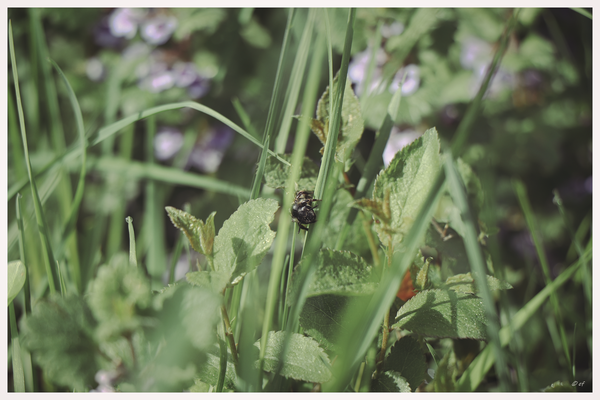 Eine Wildbiene