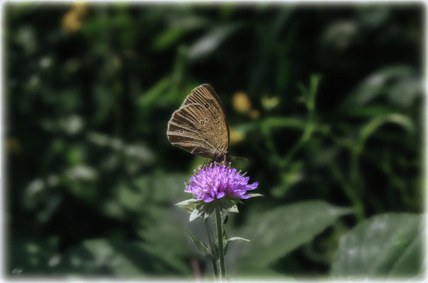 Ein Brauner Waldvogel (Falter)
