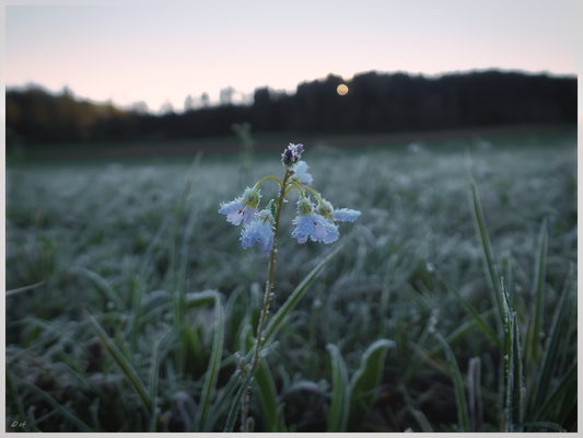 Wiesenschaumkraut