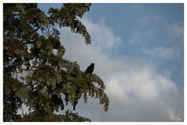 Der morgendliche Gesang einer Amsel