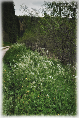 Der Wiesenkerbel