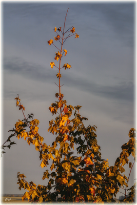 Von der Sonne angestrahlt