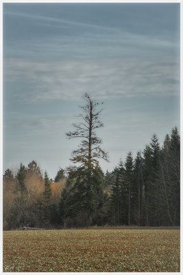 Ein sterbender Baum dient Greifvögeln als Ansitz & Aussichtspunkt