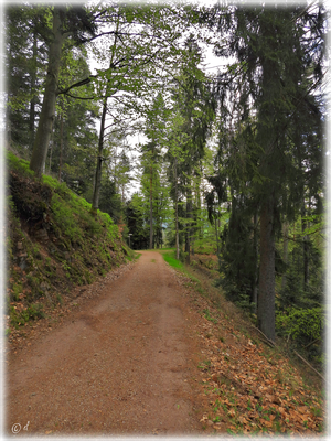 Der Weg im Wald