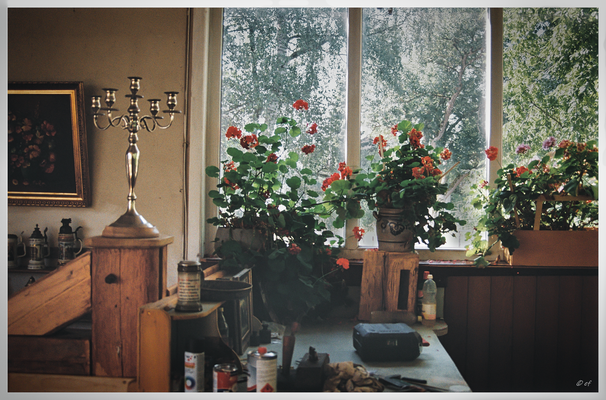 Der Blick auf das Blumenfenster