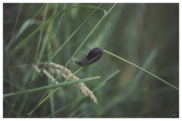 Am Ufer fotografiert: Eine Nacktschnecke und ihr Balanceakt auf einem Grashalm
