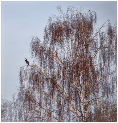 Der Kormoran 