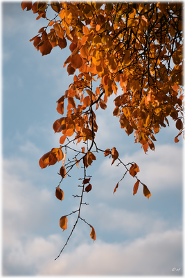 Himmel & Herbstfarben