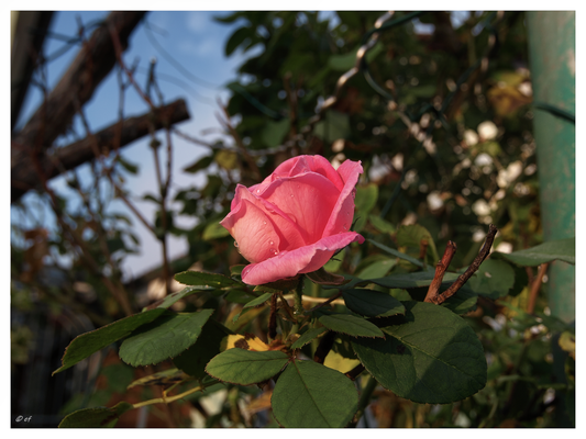 Tropfen treffen auf Rosenblüte