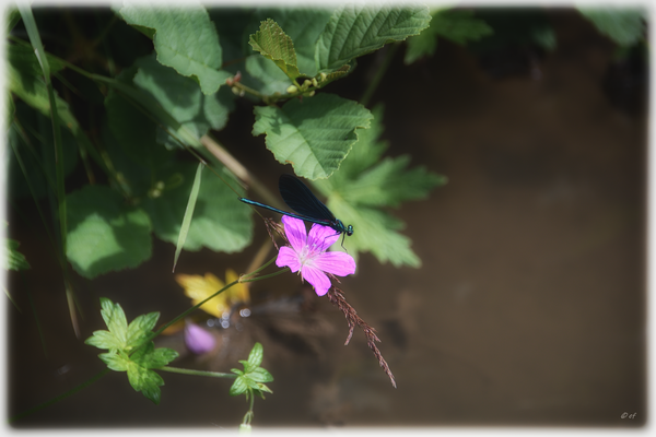 Eine Prachtlibelle (Männchen)