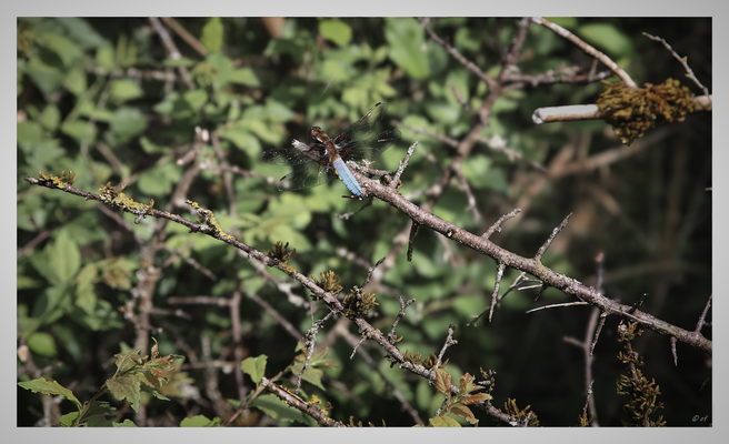 Der Plattbauch