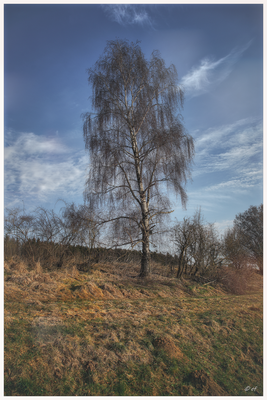 Die einsame Birke