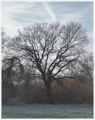 Die Eiche