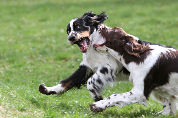 Action mit seiner Schwester Harriet