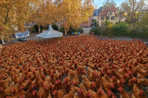 So kann man sich den Schulhof der Tulla Realschule Mannheim im Moment vorstellen. Hinweis: Dieses Foto wurde mit KI erstellt.