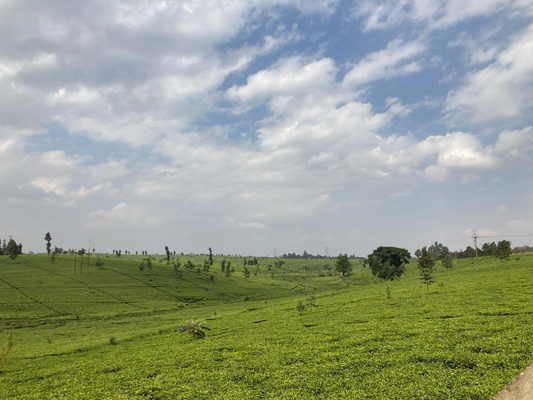 Teefelder in der Nähe von Nairobi
