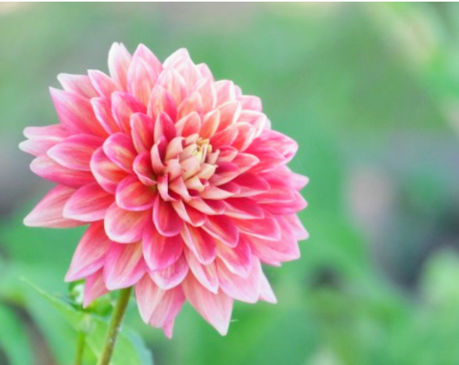 DAHLIA