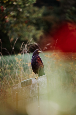 © elena danioth