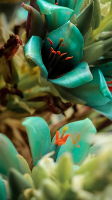 Botanischer Garten, San Francisco 