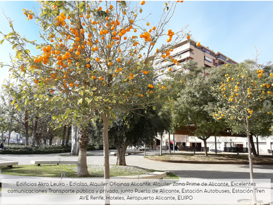 Oficinas ubicadas en confluencia de cinco grandes avenidas centro Alicante en Avenidas Oscar Espla y Eusebio Sempere, rodeadas de areas verdes y jardines junto Puerto Alicante