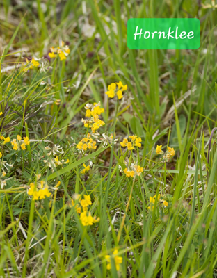 Hornklee (Foto: Paul Schmuck)