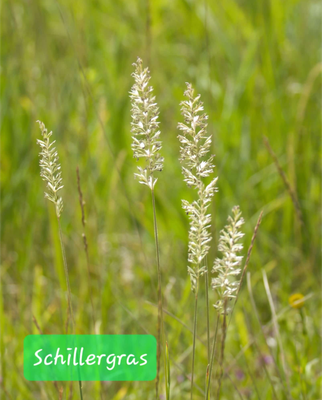 Schillergras (Foto: Paul Schmuck)