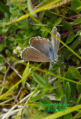 Himmelblauer Bläuling (Foto: Paul Schmuck)