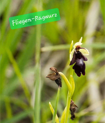 Fliegen-Ragwurz (Foto: Paul Schmuck)