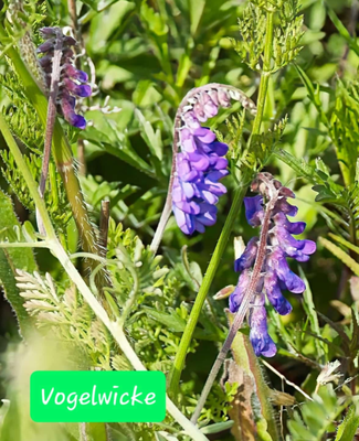Vogelwicke (Foto: Paul Schmuck)