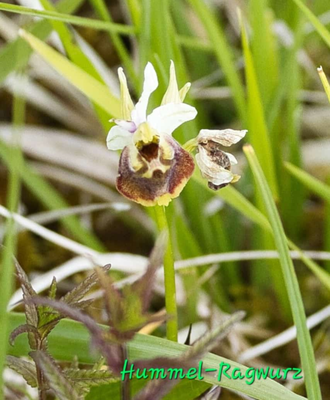 Hummel-Ragwurz (Foto: Paul Schmuck)