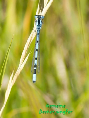 Gemeine Becherjungfer (Foto: Paul Schmuck)