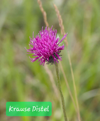 Krause Distel (Foto: Paul Schmuck)