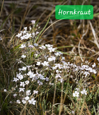 Hornkraut (Foto: Paul Schmuck)