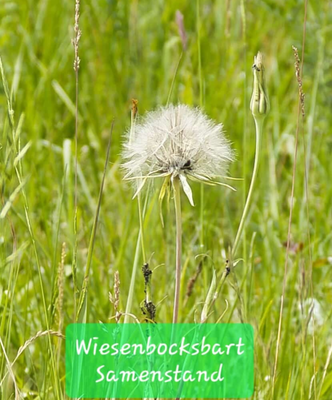 Samenstand des Wiesenbocksbarts (Foto: Paul Schmuck)