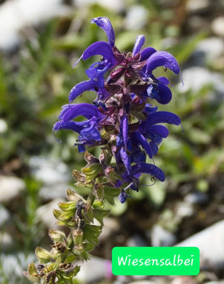 Wiesensalbei (Foto: Paul Schmuck)
