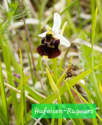 Hufeisen-Ragwurz (Foto: Paul Schmuck)