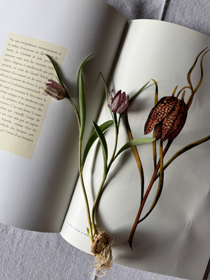 1月flower lesson春花のいけこみ