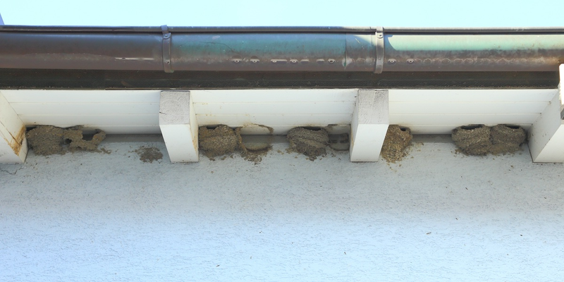 Mehlschwalben-Nester über einem Gehweg